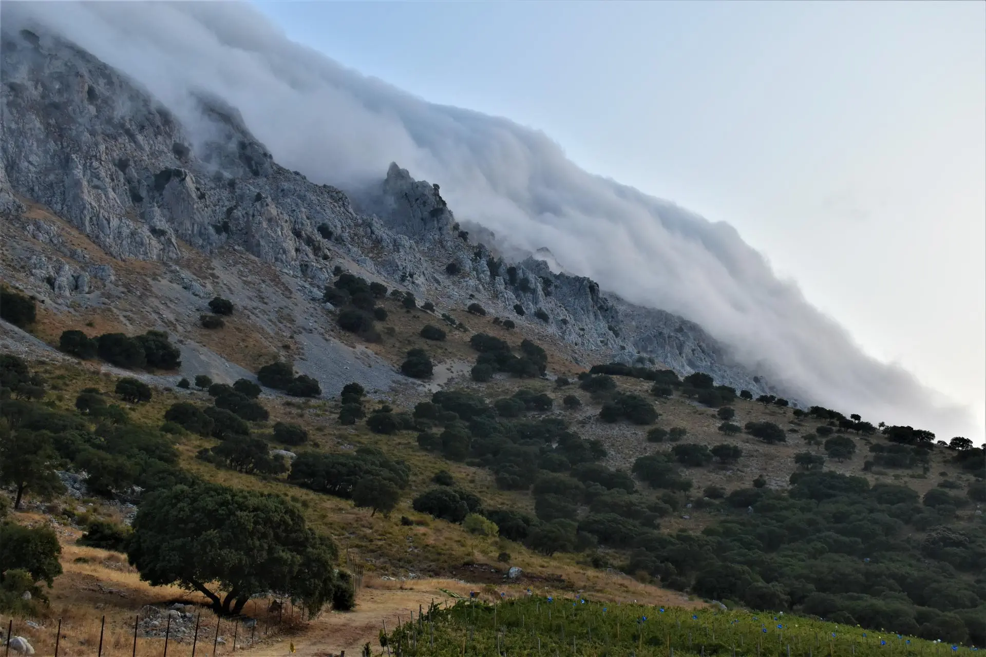 Outdoor wine tasting at Finca El Respiro, Málaga